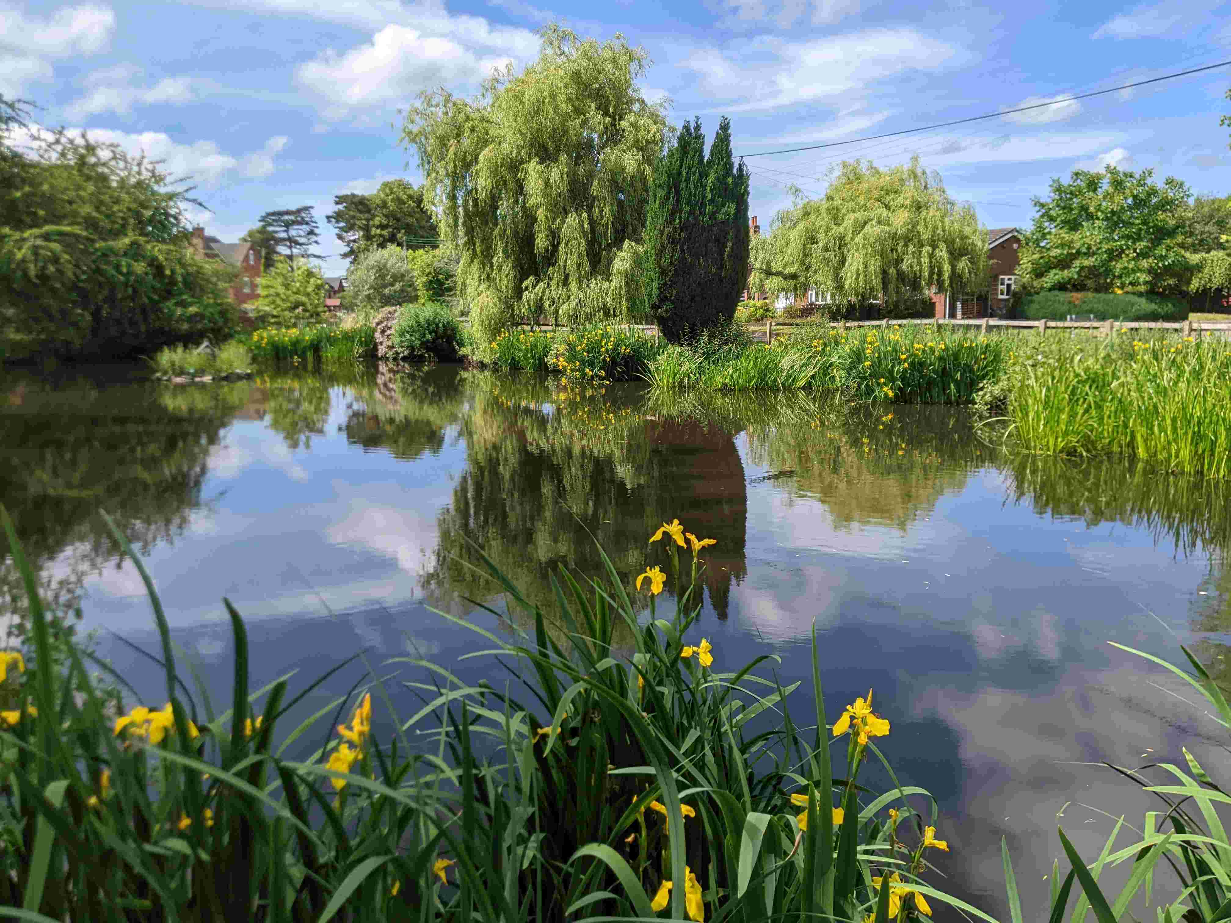 Village pond, late May 2025
